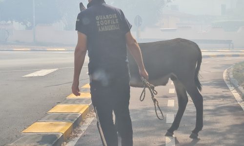 SALVATAGGIO ASINO INCENDIO POSADA 2023