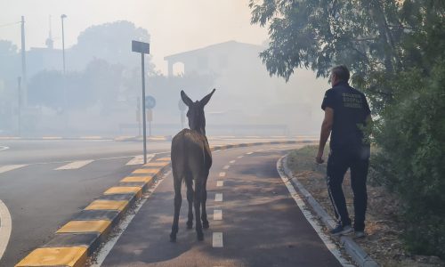 salvattaggio asini incendio posada 2023